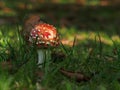 MuchomÃÂ¯rka ÃÂervenÃÂ¡ - Amanita Muscaria In The Grass